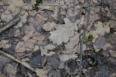Quercus robur