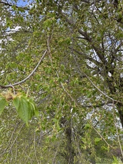 Ulmus