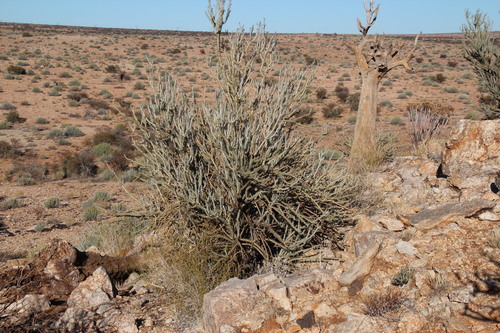 Portulacaria namaquensis