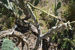 Jatropha macrocarpa
