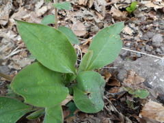 Pulmonaria hirta