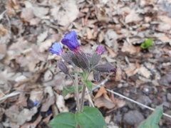 Pulmonaria hirta
