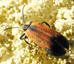 Lycus palliatus
