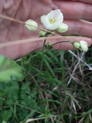 Thalictrum tuberosum