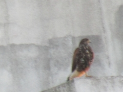 Parabuteo unicinctus