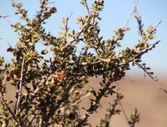 Boscia foetida foetida