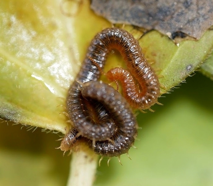White-Striped Centipede
