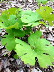 Sanguinaria canadensis