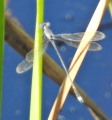 Lestes tridens