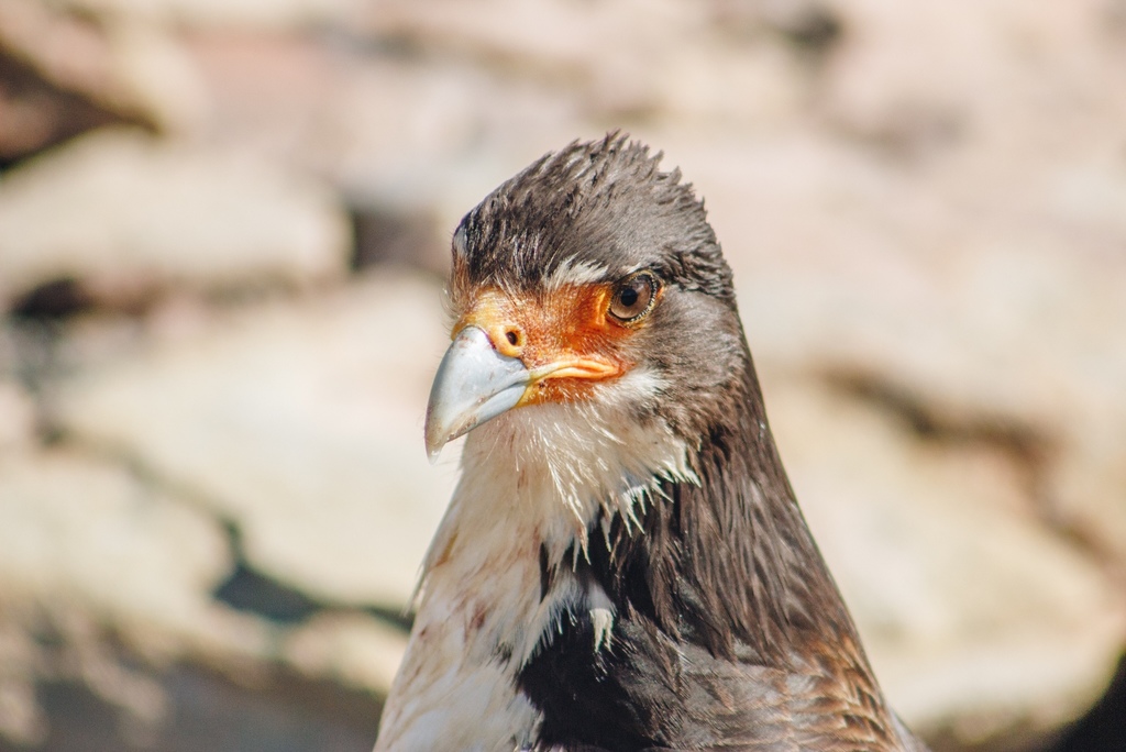 White-throated Caracara