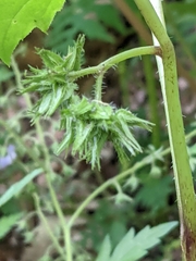 Hydrophyllum appendiculatum