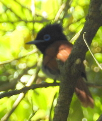 Terpsiphone viridis granti