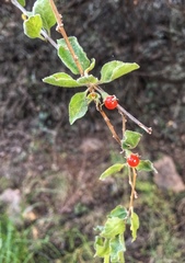 Lycium ciliatum