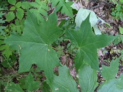 Hydrophyllum appendiculatum