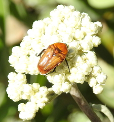 Leucocelis rubra
