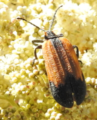 Lycus palliatus