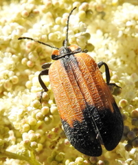 Lycus palliatus
