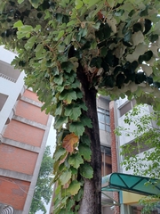 Pterospermum acerifolium