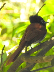 Terpsiphone viridis granti