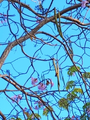 Tabebuia rosea