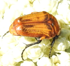 Leucocelis rubra
