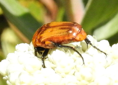 Leucocelis rubra