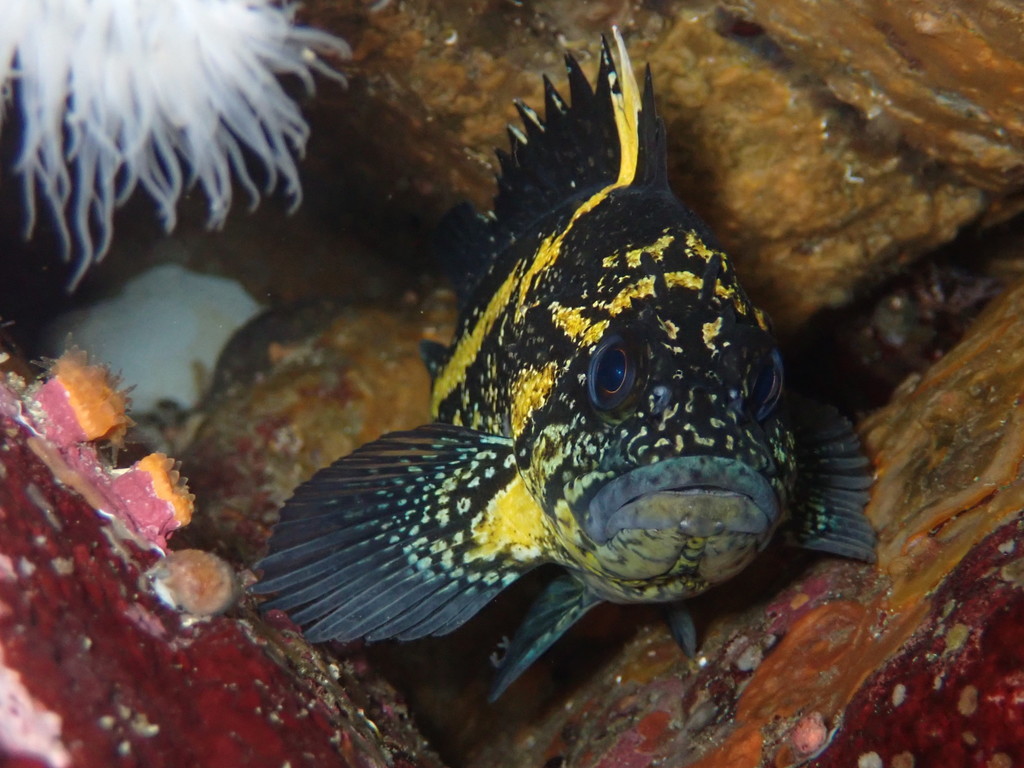 Sebastes nebulosus (China Rockfish) | California Species Project