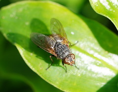 Calliphora stygia