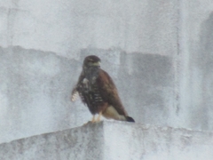 Parabuteo unicinctus