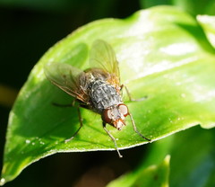 Calliphora stygia