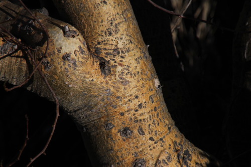 Image of Commiphora gracilifrondosa by (c) Tony Rebelo, some rights reserved (CC BY-SA)