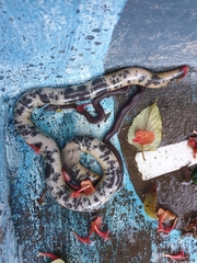 Afrotyphlops mucruso