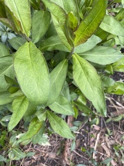 Lysimachia clethroides