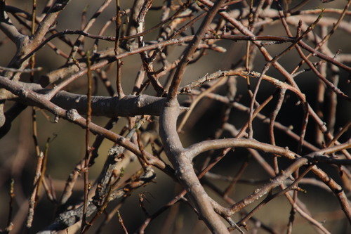 Image of Commiphora gracilifrondosa by (c) Tony Rebelo, some rights reserved (CC BY-SA)