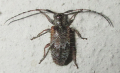 Exocentrus echinulus