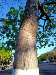 Ceiba pentandra