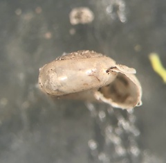 Glyphyalinia wheatleyi