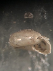 Glyphyalinia wheatleyi
