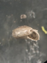 Glyphyalinia wheatleyi