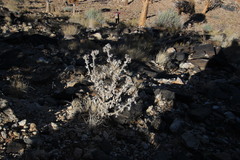 Codon royenii
