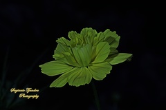 Cosmos sulphureus