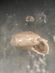 Glyphyalinia wheatleyi