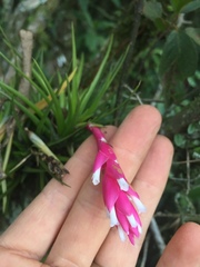 Tillandsia tenuifolia