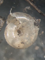 Glyphyalinia wheatleyi