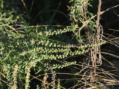 Ambrosia tenuifolia
