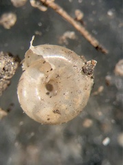 Glyphyalinia wheatleyi