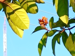 Byrsonima crassifolia