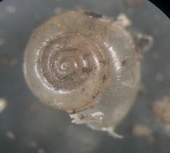 Glyphyalinia wheatleyi