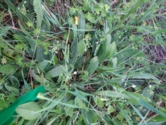 Rumex papillaris