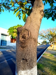 Byrsonima crassifolia